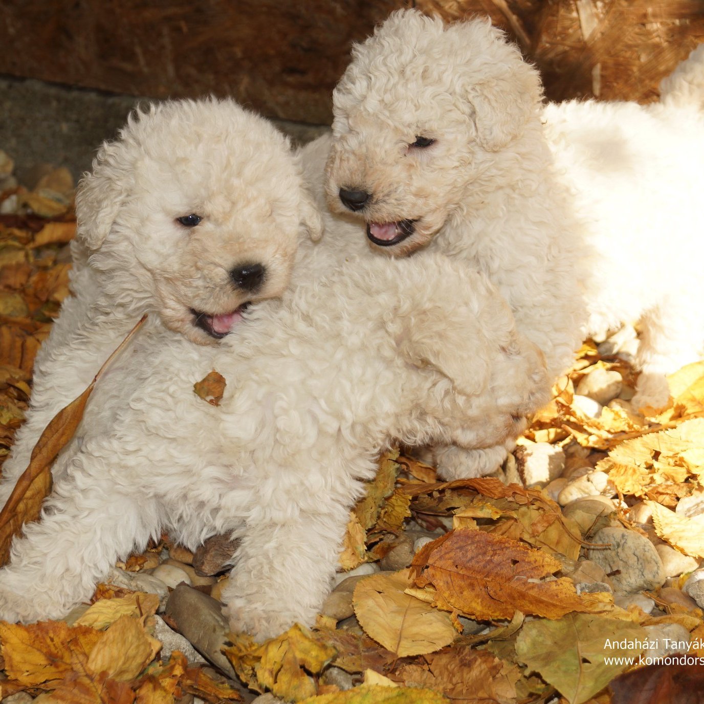 Anda-Marócsek Anita az Andaházi Tanyák őre komondor kennel tulajdonosának fotója